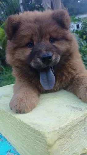 Chow-Chow _ fêmea
