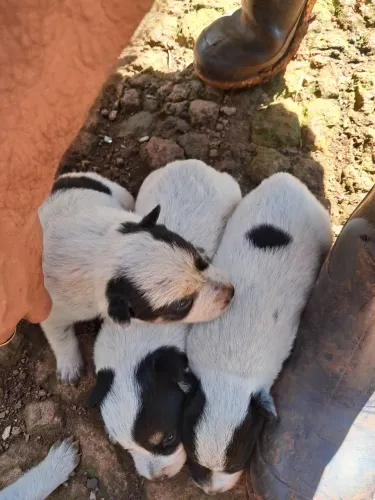 Vendo filhote de  blue heeler f