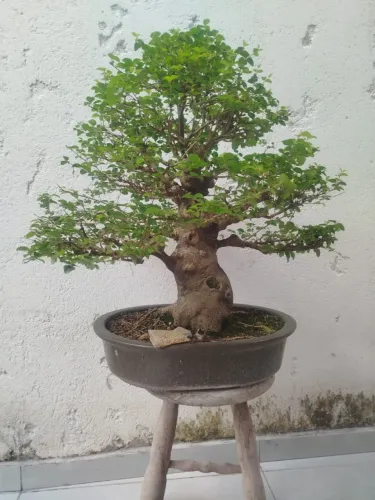 BONSAI LIGUSTRO 27 ANOS