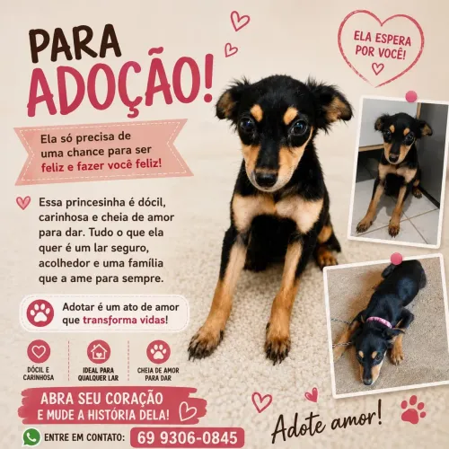 Cachorro
