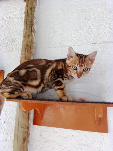 Gata Bengal Fêmea Sem Castrar Inteira Pelagem Marbled Exótica 