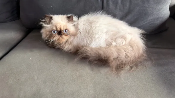 Gato persa filhote