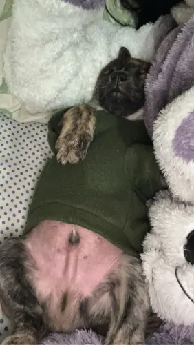 cachorrinho chow chow filhote pra doação!!