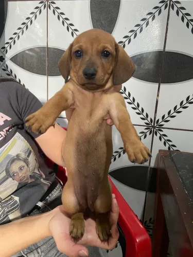 Cachorro raça salsicha 500