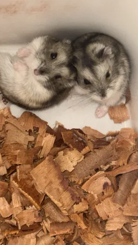 Hamster anão Russo | @tocadosfavoritos