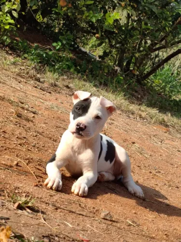 Cachorro Pitbull fêmea 3 mês