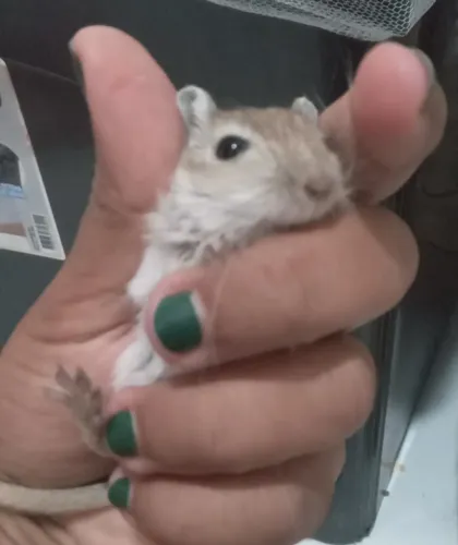 Gerbil filhote (esquilo da Mongólia)