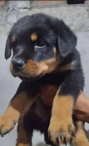 Cachorro 