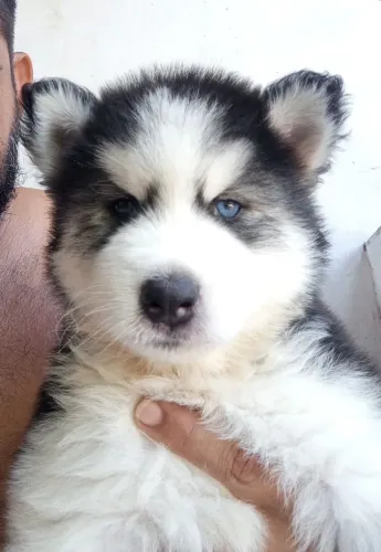 Husky siberiano macho, leia o anúncio.