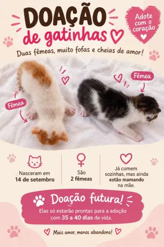 DOAÇÃO DE GATINHAS FEMEAS FILHOTE