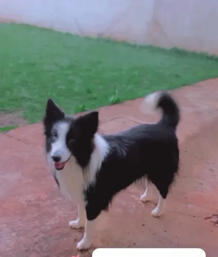 Doa-se Boder Collie