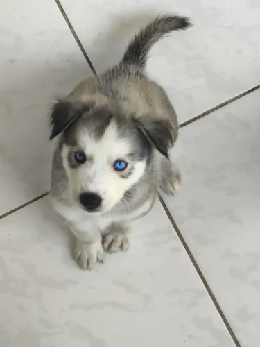 Vendo dois filhotes de Husky Siberiano