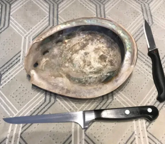 Relíquia de Malibu: Concha Abalone Gigante Legítima (Importada da Califórnia)