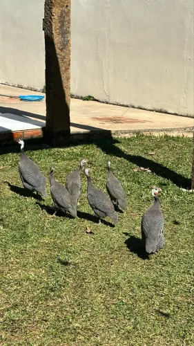 Galinha d ? angola 
