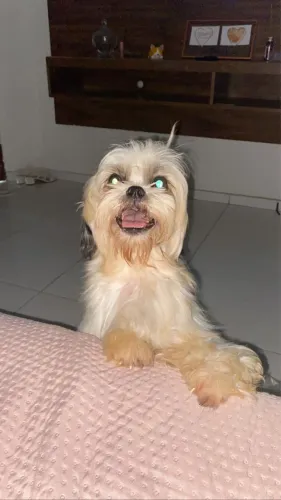Doa-se shihtzu