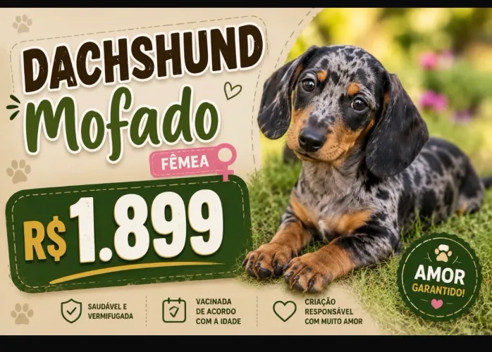Dachshund mofado