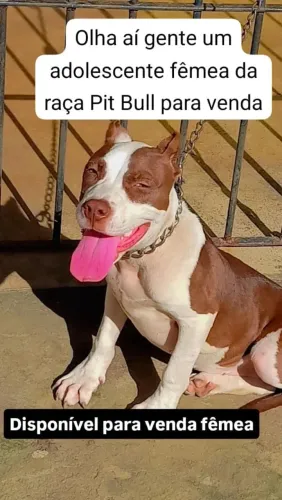 Uma filhota de Pit monstro 5 meses fêmea para venda ou troca