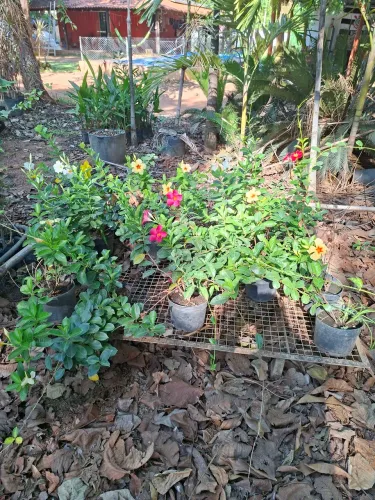 Mandevilla