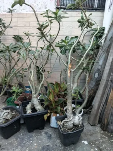 ROSAS DO DESERTO: PLANTAS.