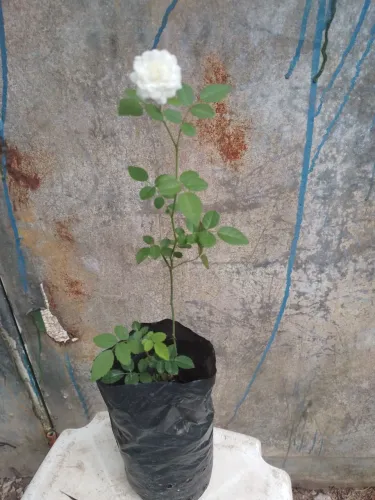 Mine rosa branca