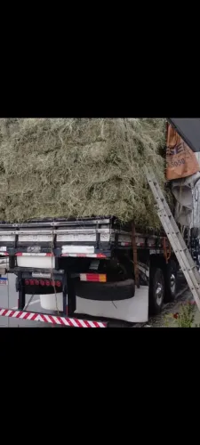 VD FENO DE TIFITON O MELHOR DA REGIÃO 