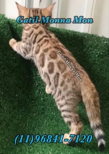 Bengal Macho e Fêmea a pronta entrega