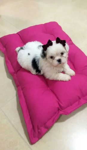 Filhotes de Shih Tzu