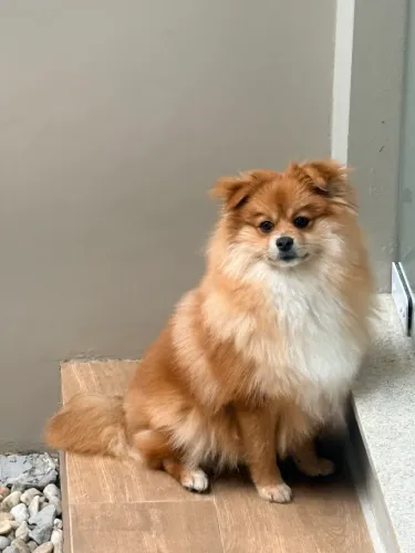 Vendo Lulu da Pomerania
