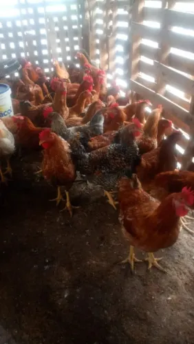 Galinhas Caipira 
