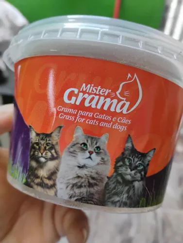 Graminha para gatos