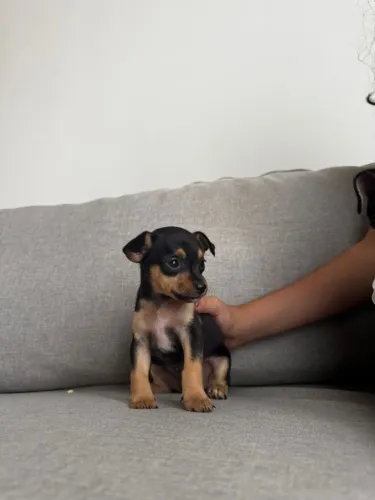 Vendo Pinscher 1 Femea