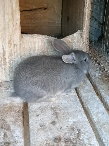 Coelho