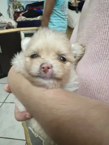 Lulu da Pomeranea