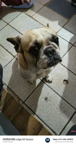 Vende-se Bulgod Francês