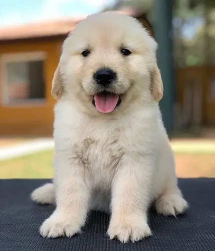 Baby golden retriever saudável com pelagem densa e ótima genética dócil