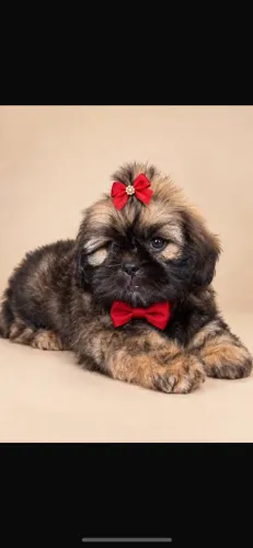 Shih tzu ! O presente q encanta