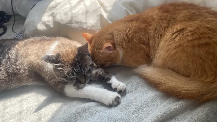Doação gato