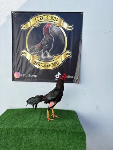 Galo índio
