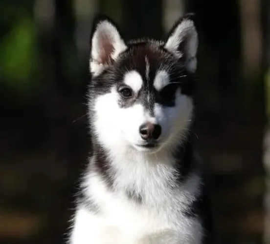Filhotes de Husky Siberiano  | Energia que te abraça.