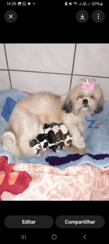 Shih-tzu disponíveis para reserva