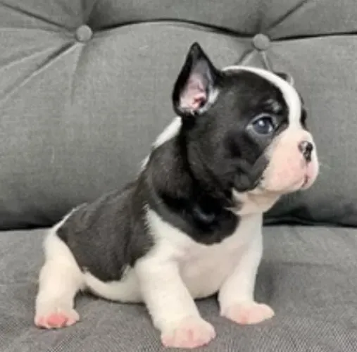Bulldog Francês Filhotes Seu Amiguinho Te Espera.