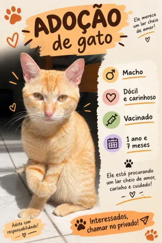 Doação de gato