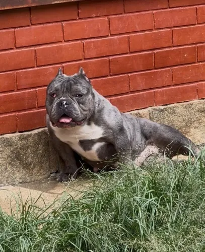 Bully