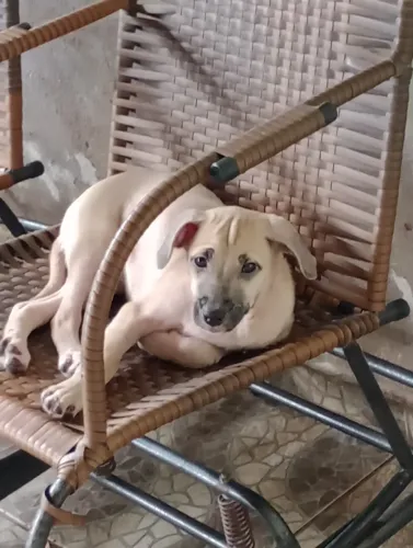 Cachorros filhotes para adoção