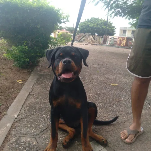 Rottweiler 5 meses