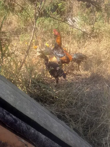 Frango