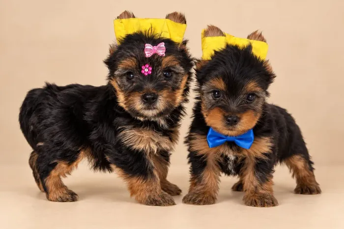 Yorkshire Filhotes Venda Permanente Filhotes com Pedigree Criação Especializada