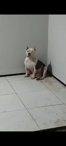 Cachorra fêmea Pitbull