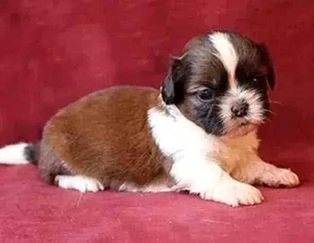 Shih tzu Presença pra vida toda