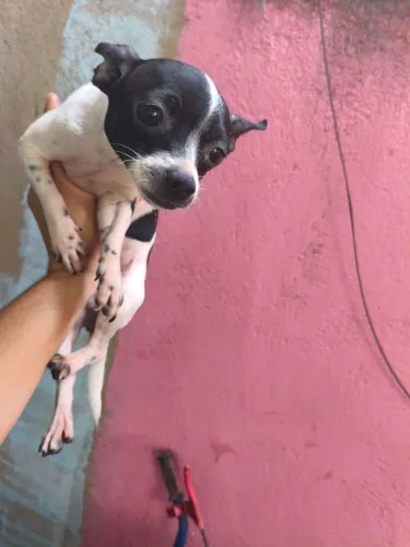 Pinscher 1